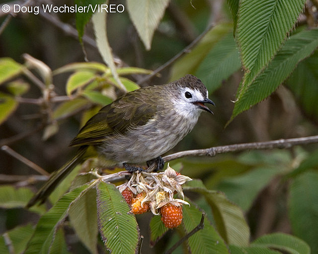 Flavescent Bulbul w02-48-178.jpg